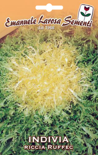 Salade Frise  Cur Jaune Italienne