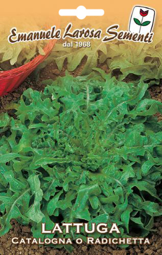 Laitue Frise Feuille Dentele