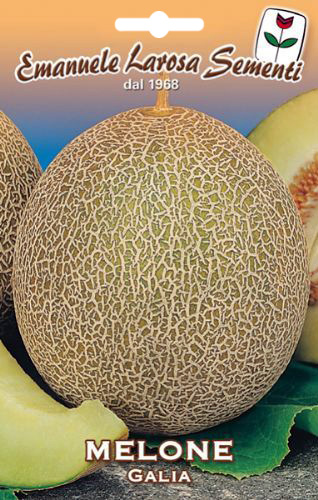 Melon Vert Gallia