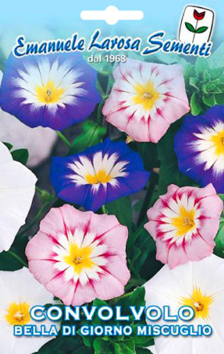 Belle de Jour  Fleur Multicolore