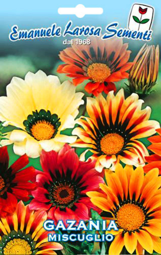 Gazania Multicolore