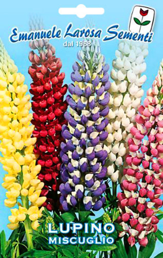 Lupin Multicolore