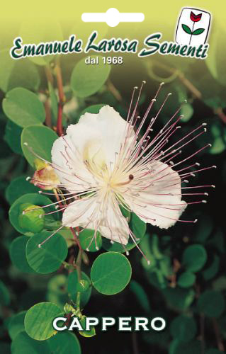 Cprier Plante Aromatique Condiment