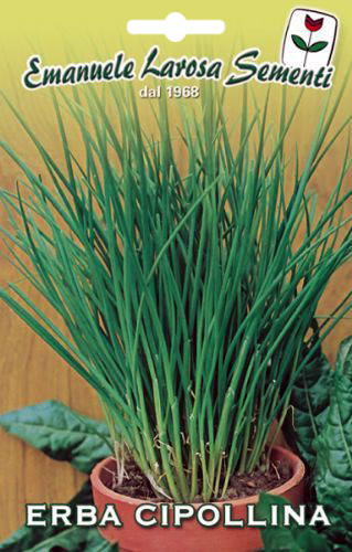 Plante Aromatique Ciboulette