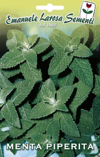 Menthe