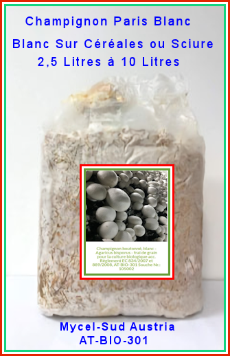 Mycelium sur grains de Champignon de Paris Bio