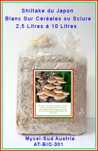 Mycélium Champignons Japonais SHIITAKE-Josephine