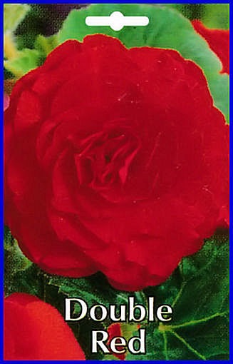 Bulbes Bgonia Double Rouge