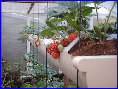 Plants de Fraisiers Remontants