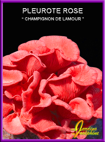 Pleurote Rose,champignon japonais