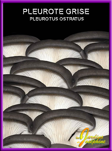champignon pleurote grise,mycelium frais