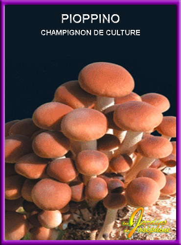 Champignons des Peupliers