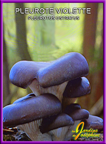 champignon pleurote violette,mycelium frais