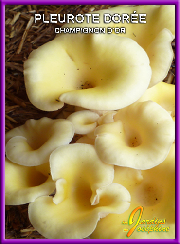 champignon,pleurote jaune,mycelium frais sur cereales flacon 1000 grammes