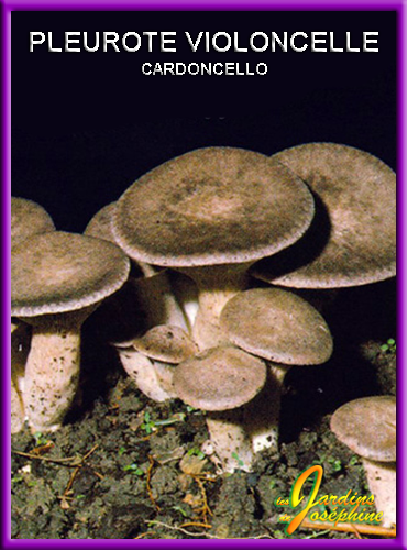 Champignon Italien Cardoncello
