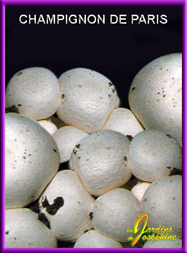 Champignon de Paris Blanc