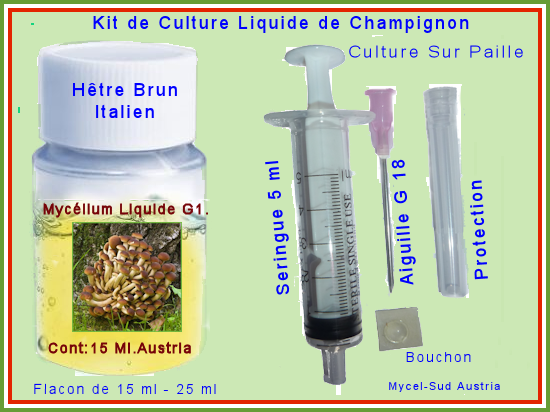 Champignon