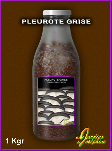 champignon pleurote grise,mycelium frais sur cereales flacon 1000 grammes
