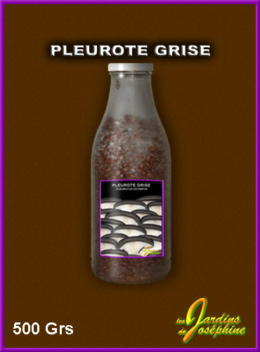 champignon pleurote grise,mycelium frais sur cereales flacon 500 grammes