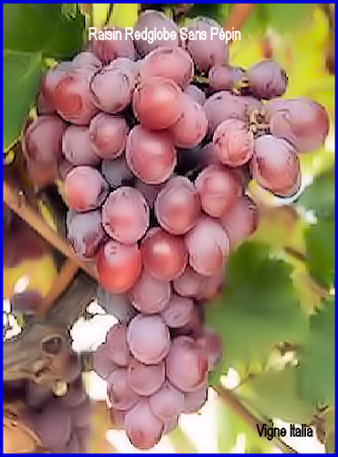 Raisin Red globe Sans Ppin,vigne italia