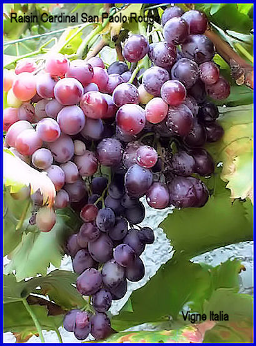 Raisin Cardinal San Paolo Rouge d'Origine Italienne