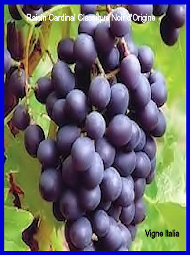 Raisin Cardinal Classique Noir d'Origine Italienne