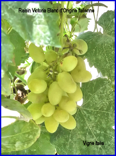 Raisin Victoria Blanc d'Origine Italienne