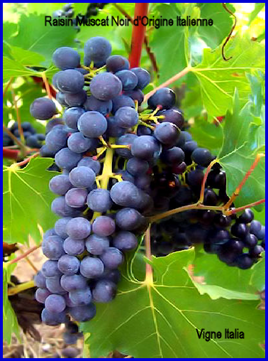 Raisin Muscat Noir d'Origine Italienne