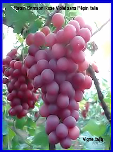 Crimson de Californie Italia