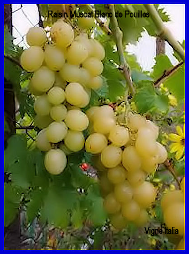 Raisin Muscat Blanc de Pouilles