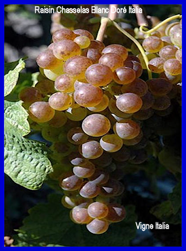 Varit: Chasselas Blanc Dor Italia