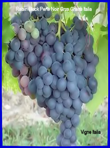 Raisin Black Perle Noir Gros Grains Italia