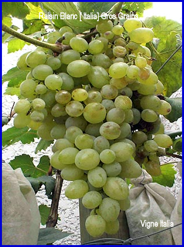 Raisin Blanc [ Italia] Gros Grains 
