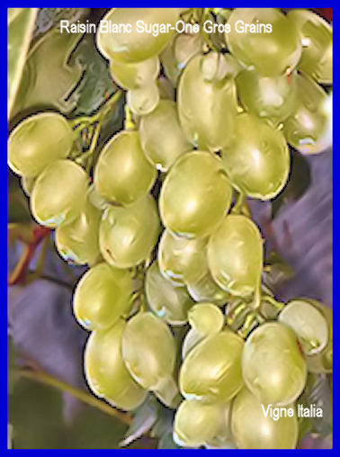 Varit: Raisin Blanc Sugar-One Amricain