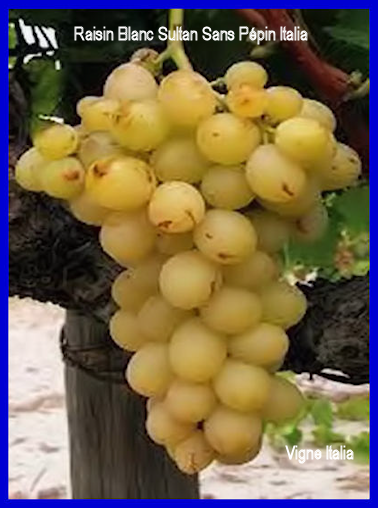 Varit: Raisin Blanc Sans Ppin Sultanine 