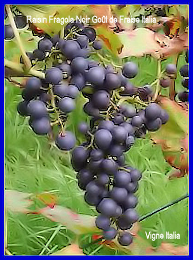 Raisin Fragola Noir Got de Fraise Italia