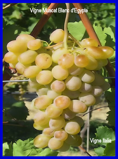Varit: Raisin Muscat Blanc d'Egypte Italia 