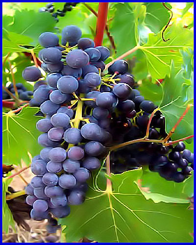 Raisin et Vigne Pour Votre Jardin