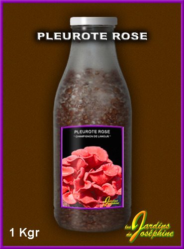 champignon pleurote rose,mycelium frais sur cereales flacon 1000 grammes