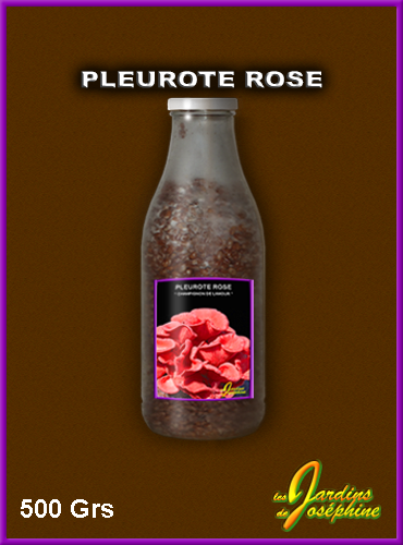 champignon pleurote rose,mycelium frais sur cereales flacon 500 grammes