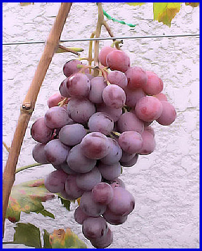 Raisin Rose Rouge Red globe
