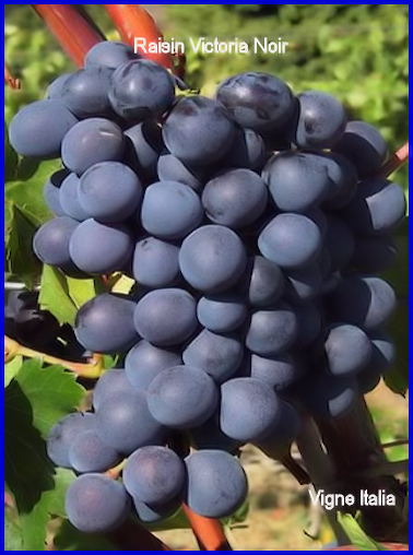 Vigne et Raisin Victoria Noir Gros Grains