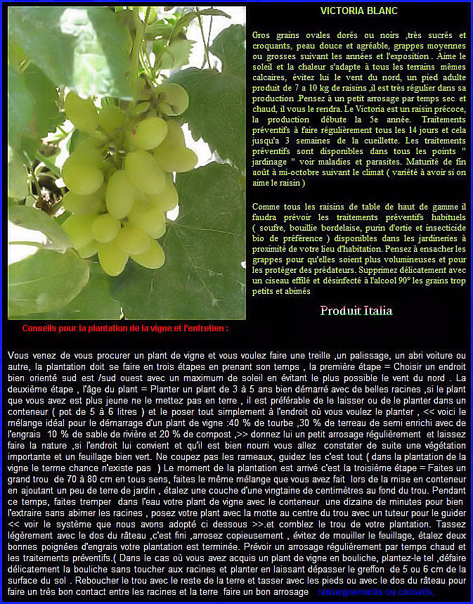 VIGNE ET RAISIN VICTORIA BLANC