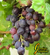 Maladies et Parasites de la Vigne