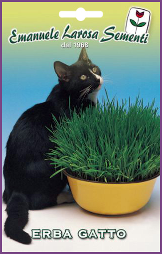 Menthe à Chat :Variété de Plante pour le confort de votre chat  pour lui faciliter la digestion.
