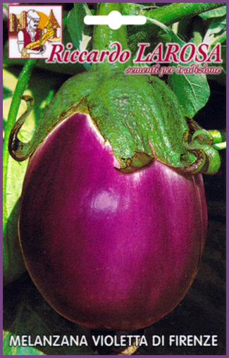 Aubergine Ronde Violette de Florence