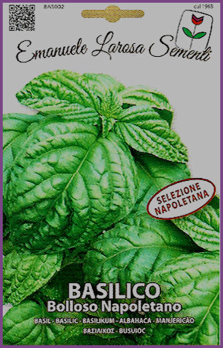 Basilic Napolitain