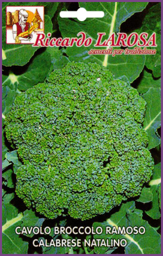 Brocoli à Grosse Tête de Noël