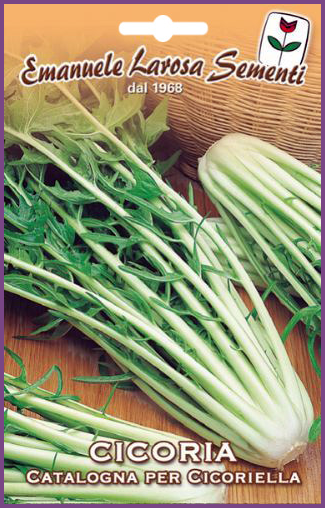 Chicorée à cotes blanches