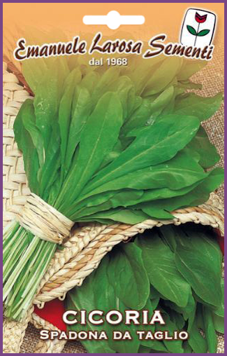 Chicorée à Feuilles à couper:Plante à jolies feuilles droites  allongées d'un beau vert
